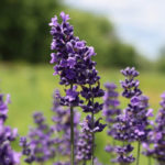 purpler-tall-flowers