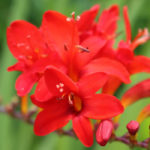 red-flowers