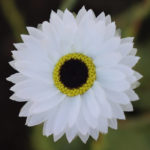 white-flower1