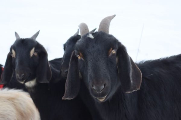 black goats
