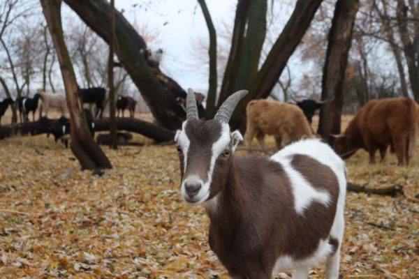 brown and white goat on farm