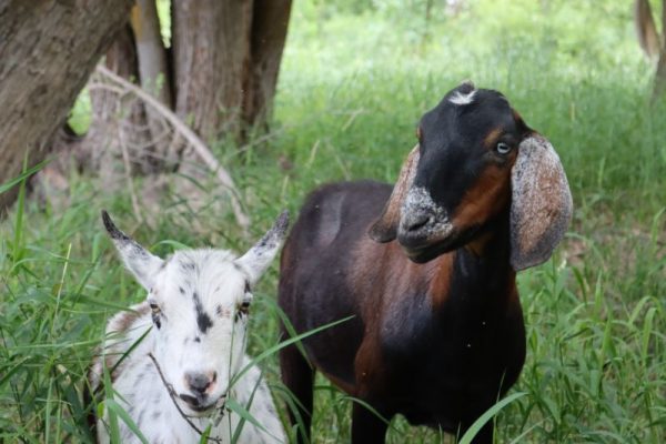 cute goats on farm