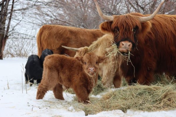 highland cow and calf eating