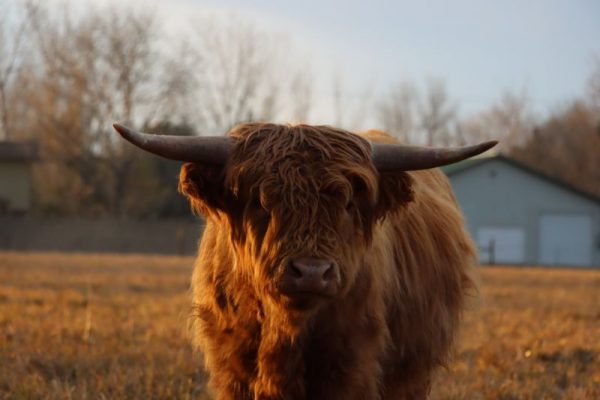 highland cow at sunset