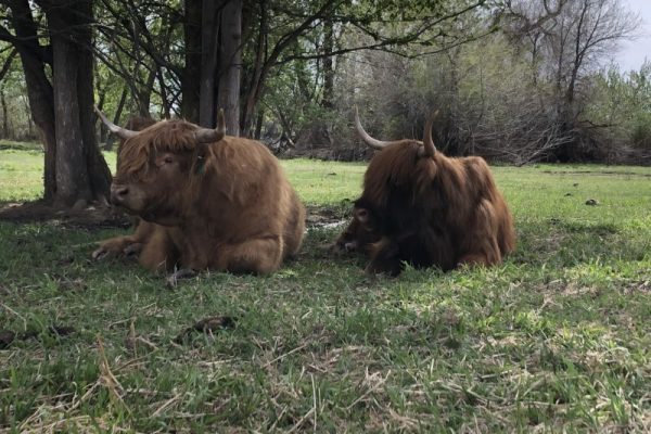 highland cows laying down