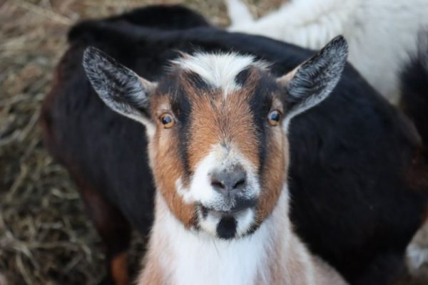multi colored goat on farm