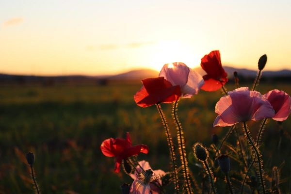 sunset-over-flower-field